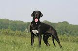 DOGUE ALLEMAND 512